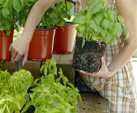 where to buy fresh herbs